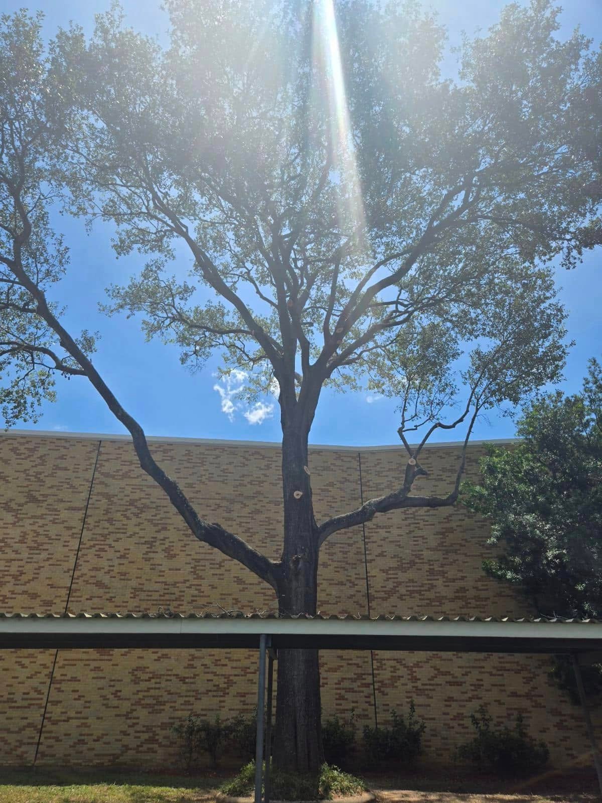 Residential tree after trimming