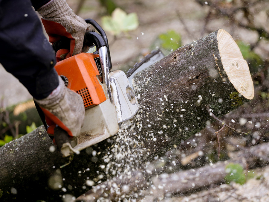 Dangerous Trees Servicing 